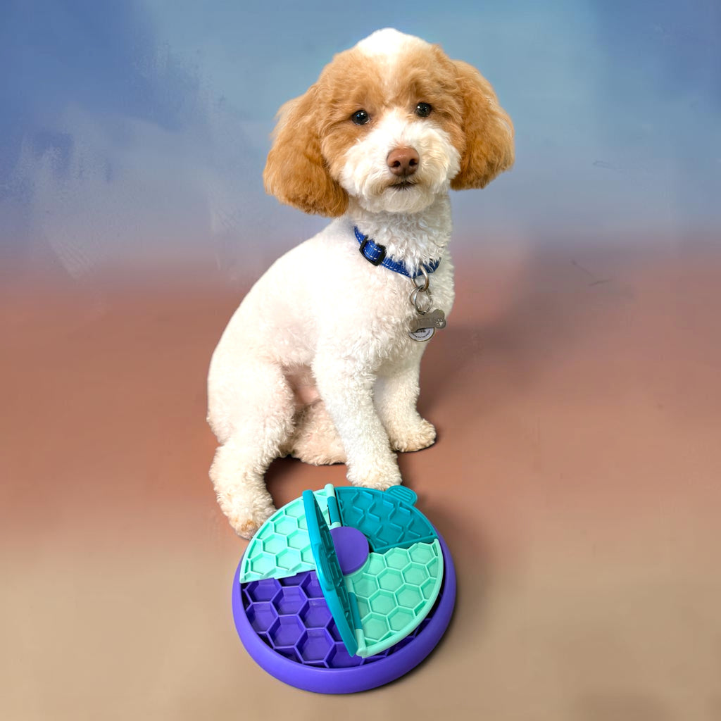 Small  Toy Poodle dog sitting on a colorful circular toy with a gradient background — Happy Pets, Healthy Habits