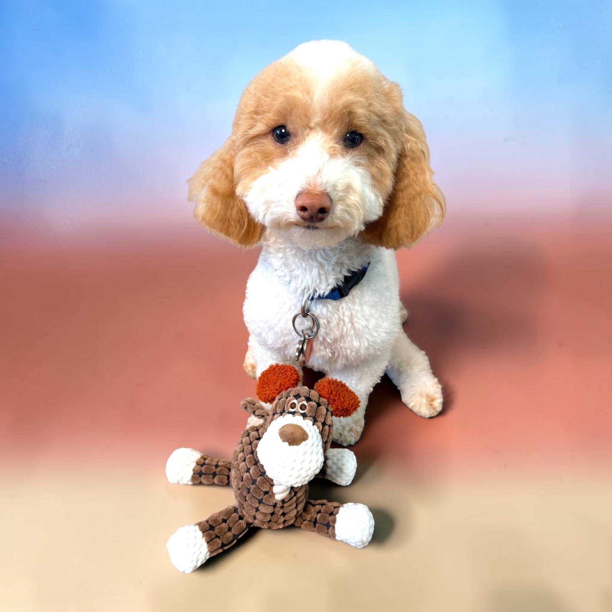FurSniff brown corduroy dog toy with white accents and squeaker, next to a white and tan poodle dog.