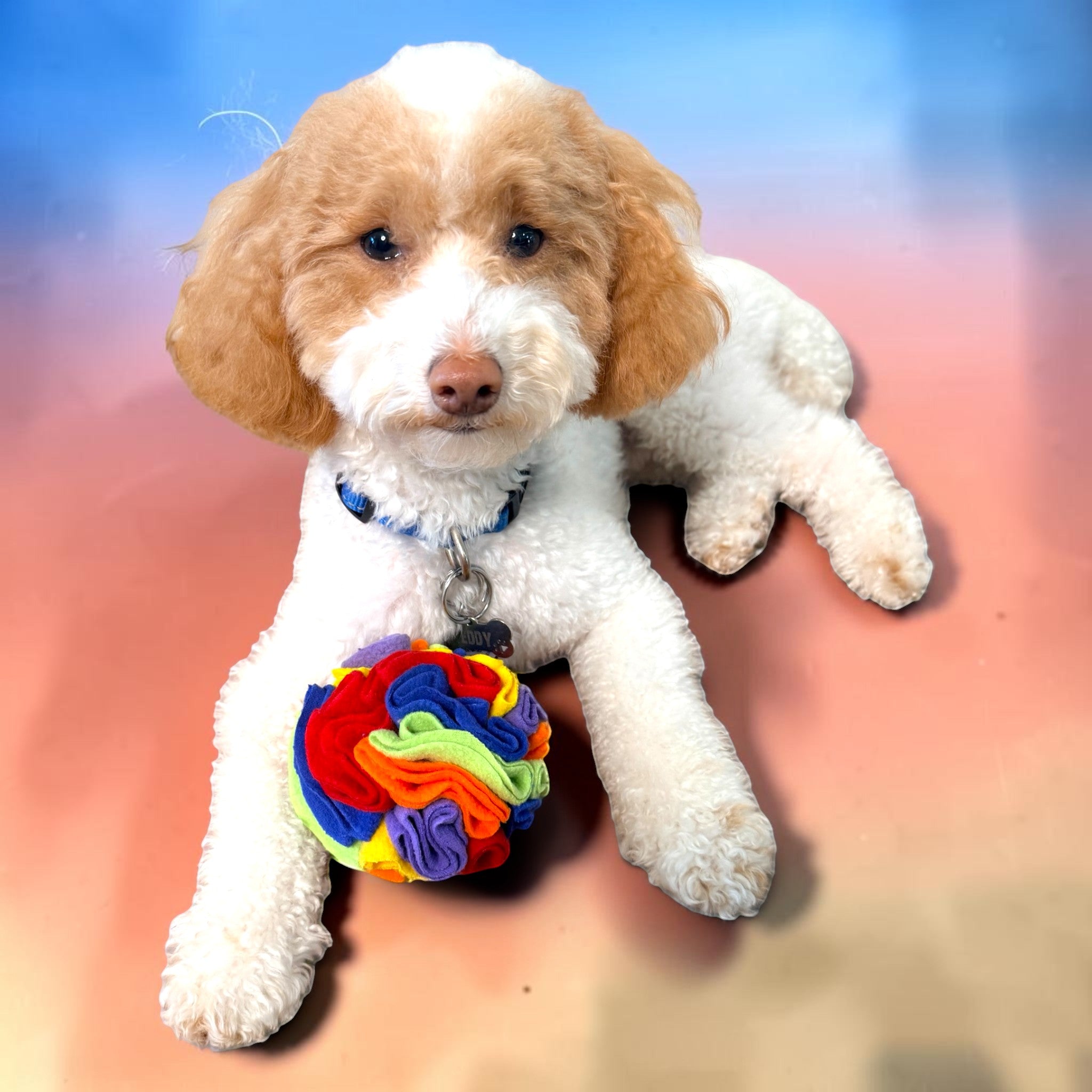 FurSniff Rainbow Snuffle Ball, a colorful fabric enrichment toy for dogs, with a white and tan poodle.