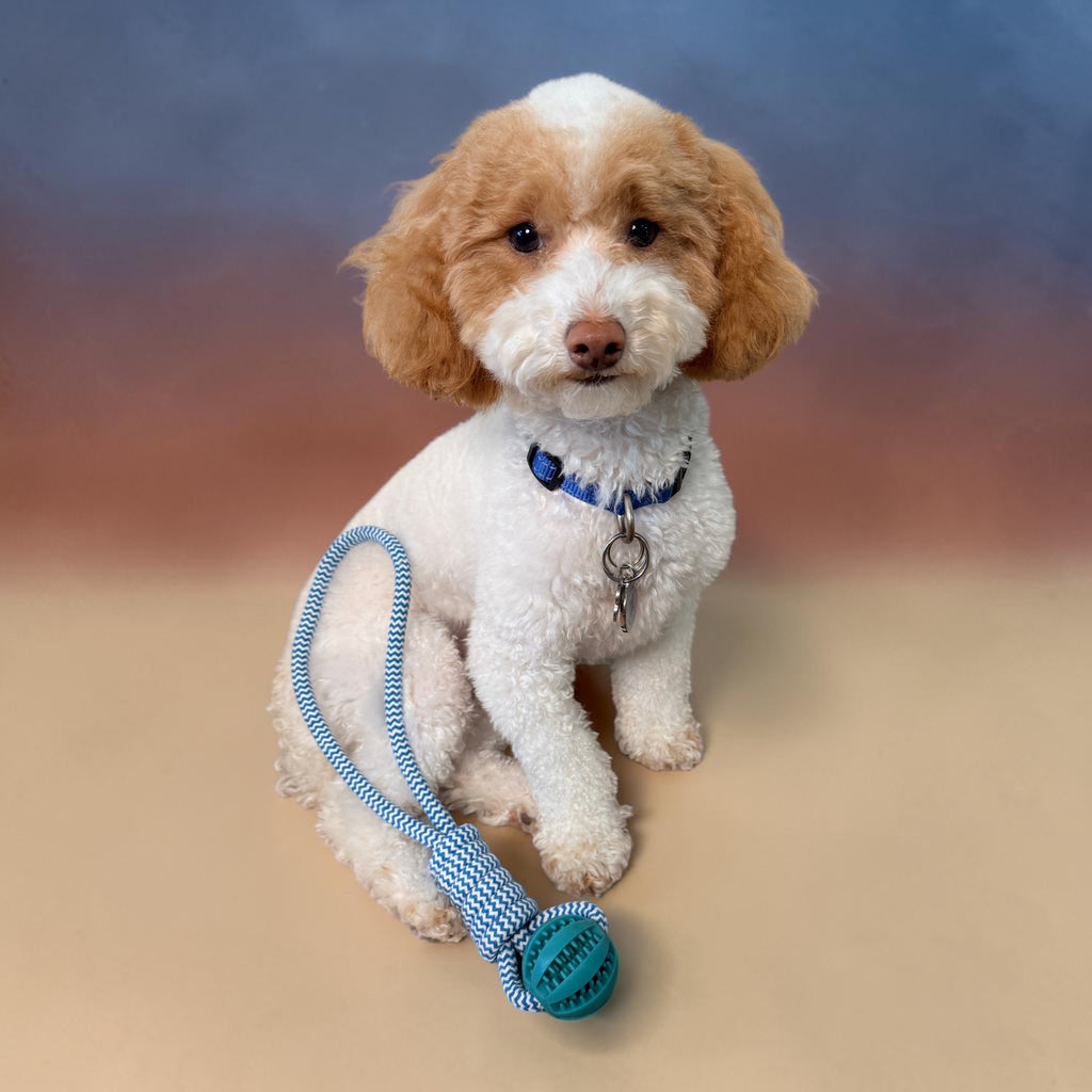 Teddy the toy poodle with cleaning ball, FurSniff enrichment toys, and snuffle mats — Happy Pets, Healthy Habits
