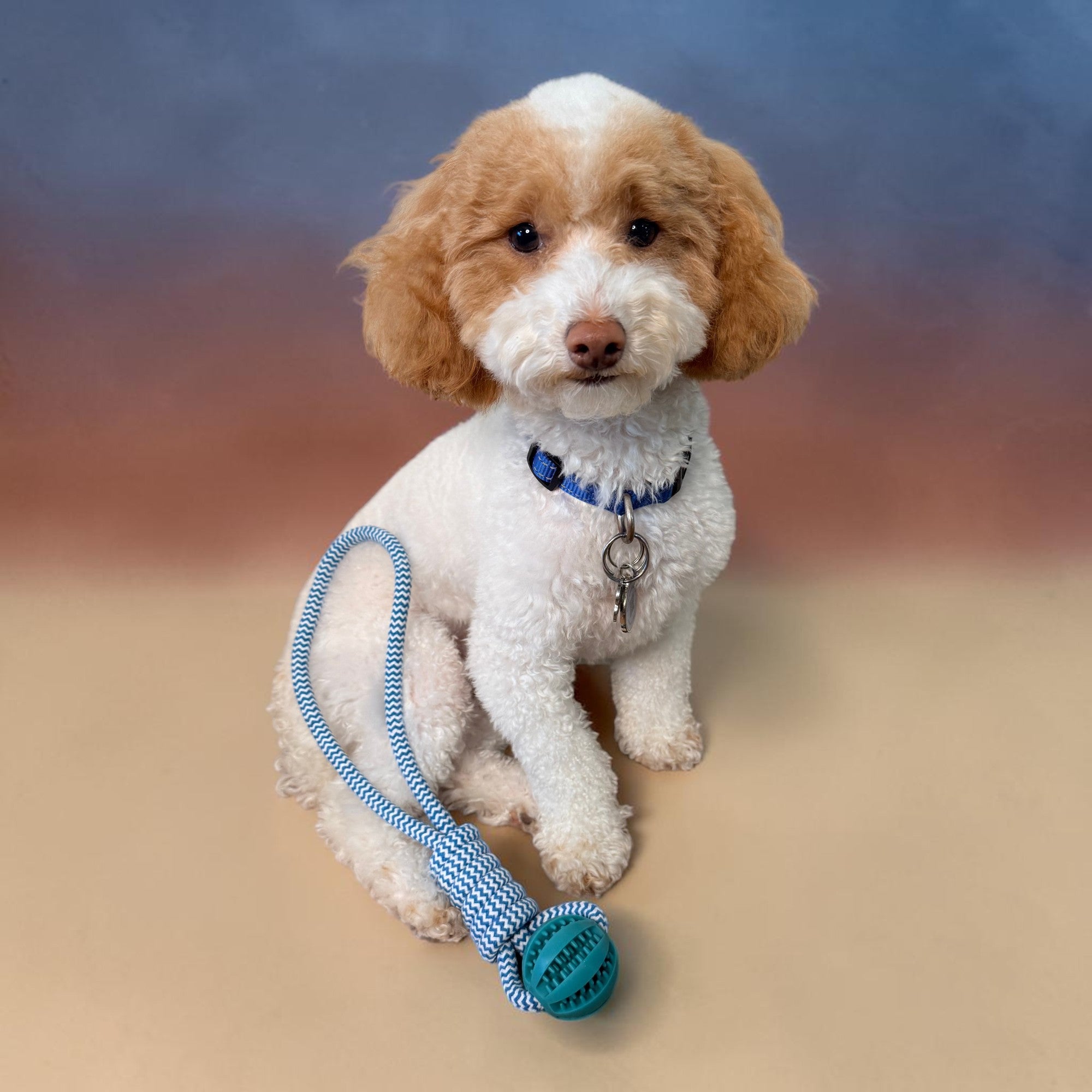 Teddy the toy poodle with cleaning ball, FurSniff enrichment toys, and snuffle mats — Happy Pets, Healthy Habits