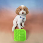 Teddy the toy poodle with licking mat, FurSniff enrichment toys, and snuffle mats — Happy Pets, Healthy Habits