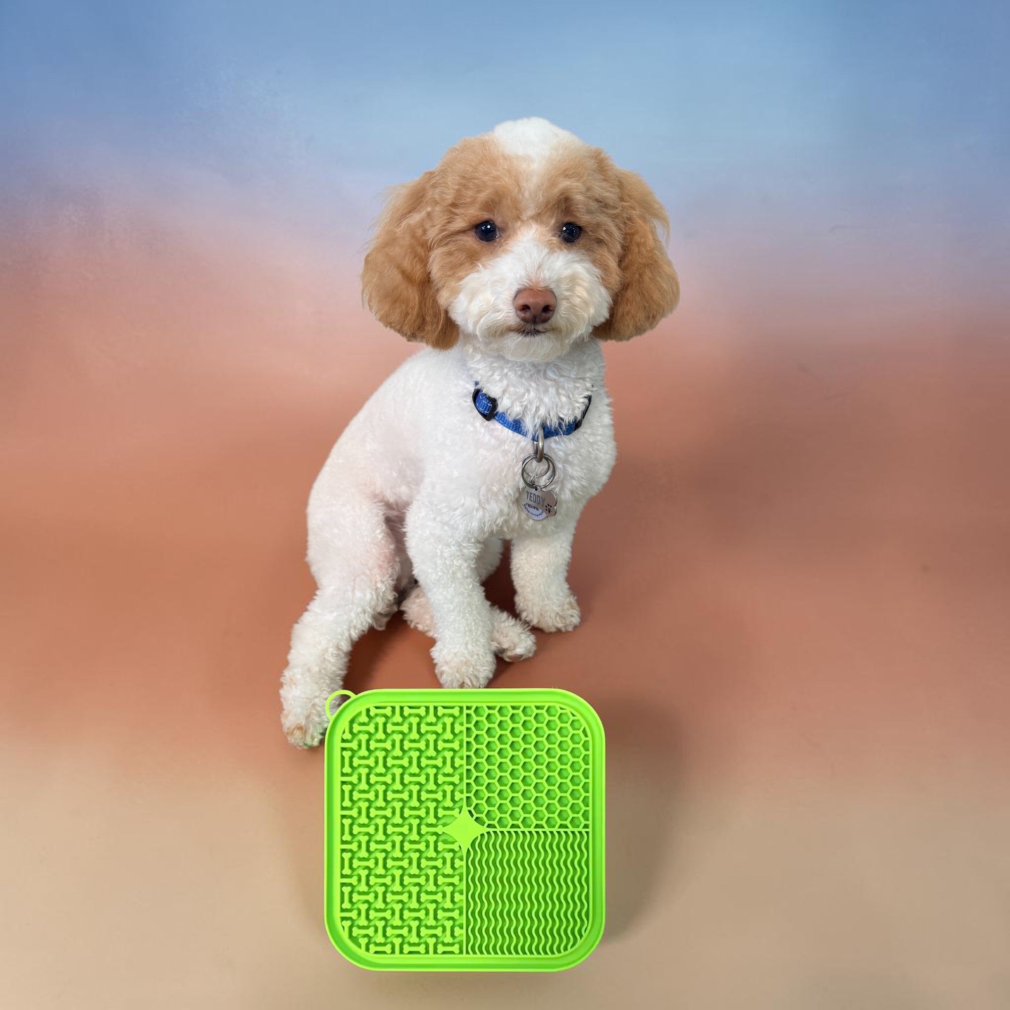 Teddy the toy poodle with licking mat, FurSniff enrichment toys, and snuffle mats — Happy Pets, Healthy Habits