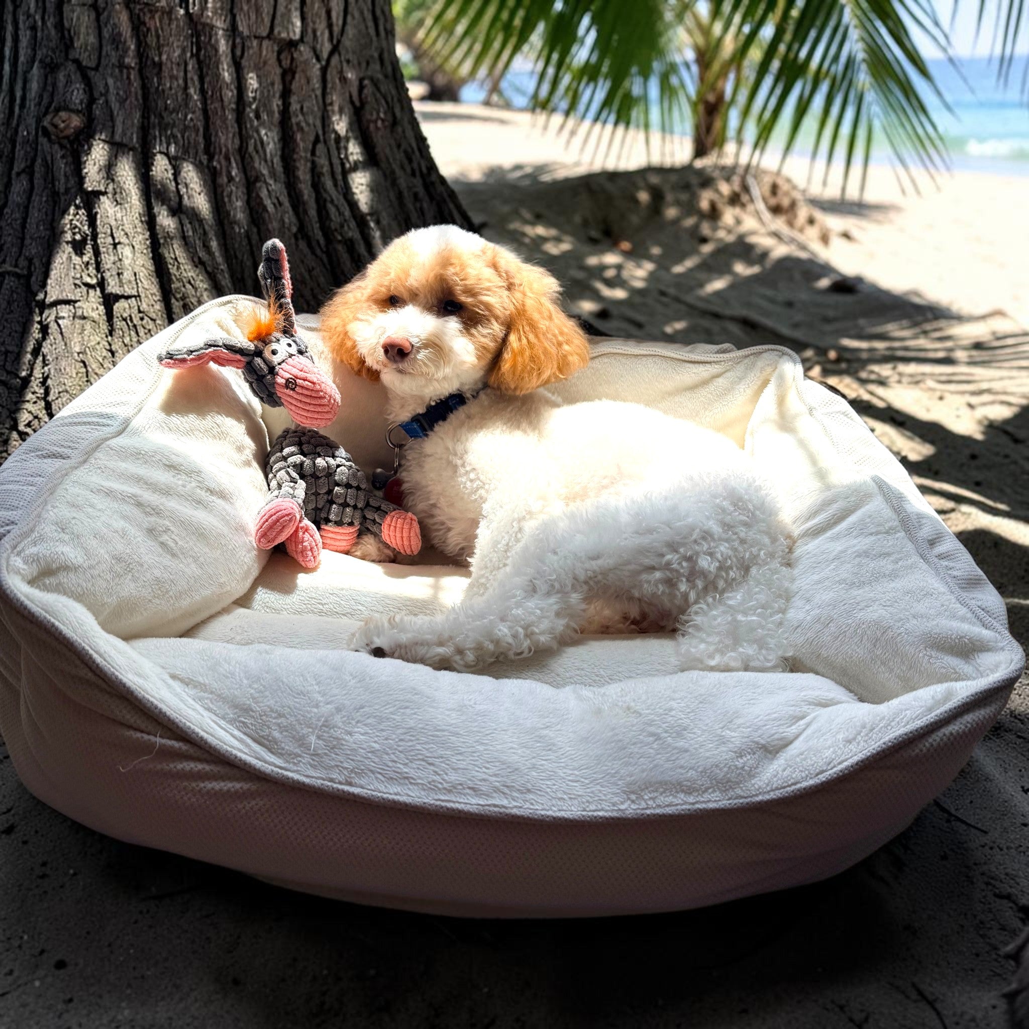 Toy Poodle -Plush Squeaky Donkey Toy-Happy Pets, Healthy Habits