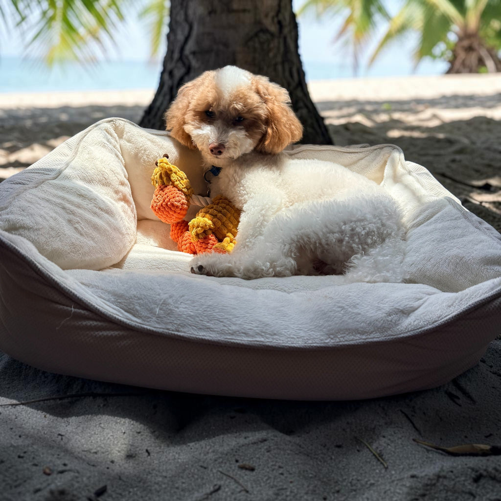 Toy Poodle -Plush Squeaky Giraffe Toy-Happy Pets, Healthy Habits