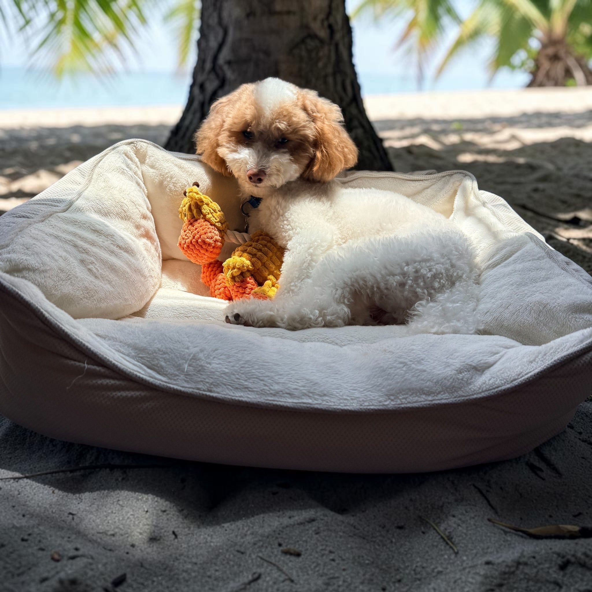 Toy Poodle -Plush Squeaky Giraffe Toy-Happy Pets, Healthy Habits