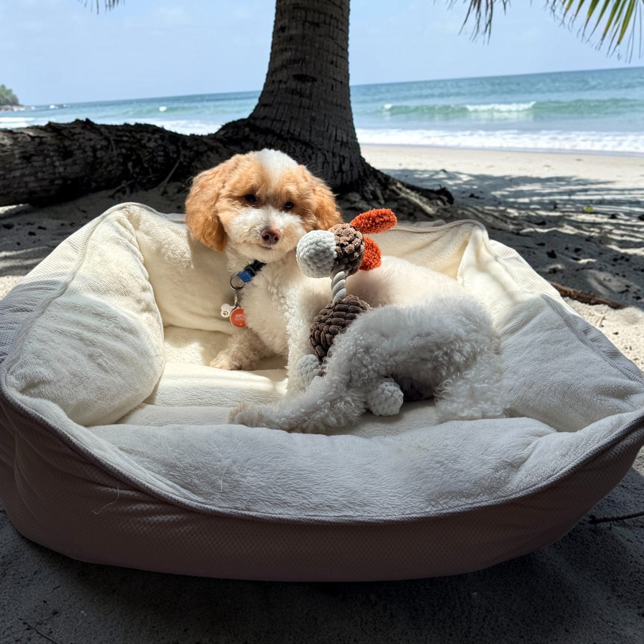 Toy Poodle -Plush Squeaky Dog Toy-Happy Pets, Healthy Habits